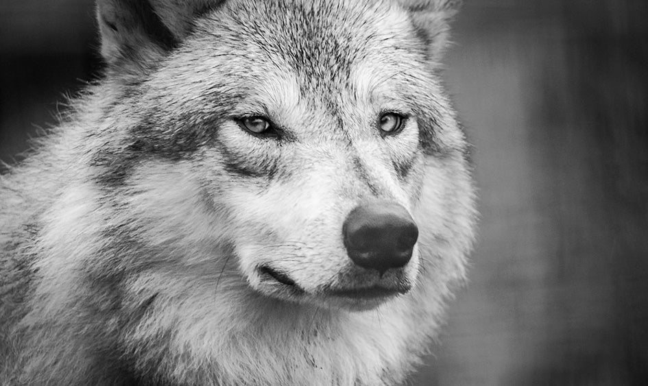 El espíritu de aventura de Alfonso César