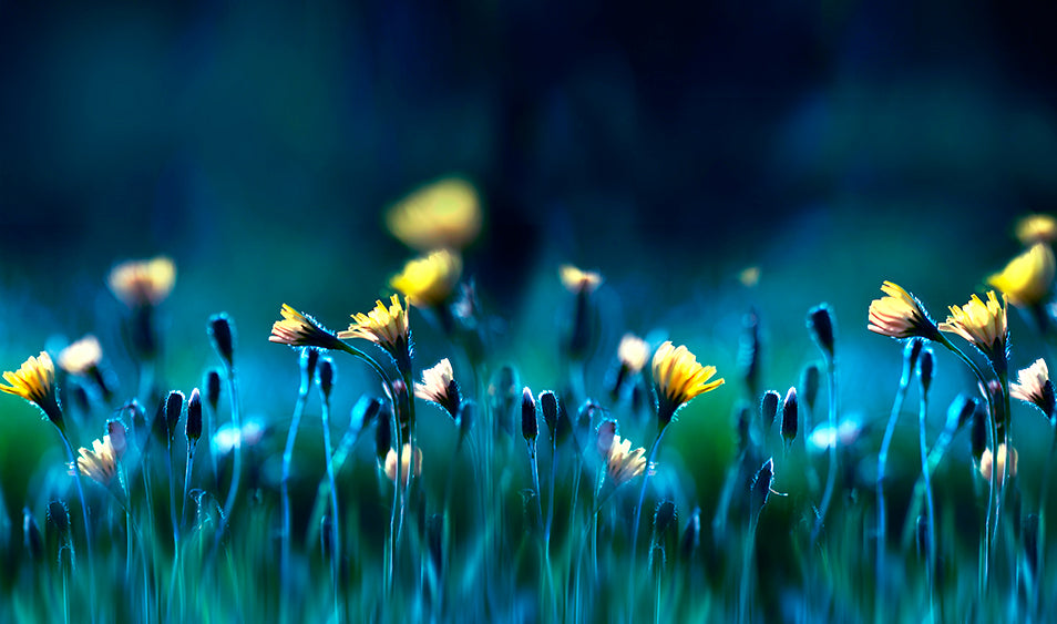 Técnicas de Composición en Primer Plano