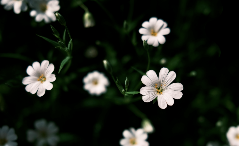 ¡Dale una nueva perspectiva a tu jardín!