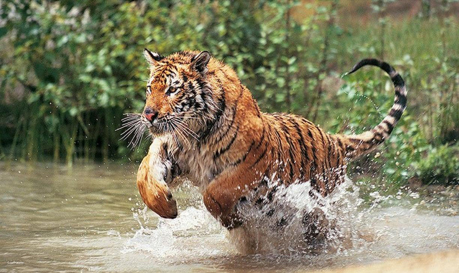 Consejos para fotografiar vida salvaje