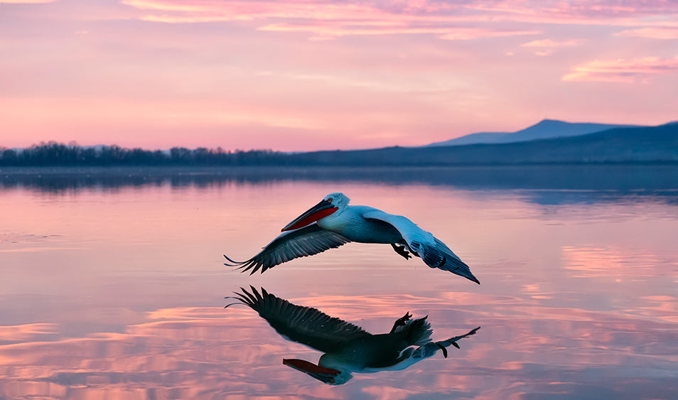 ¿Por qué no deberías confiar en el balance de blancos?