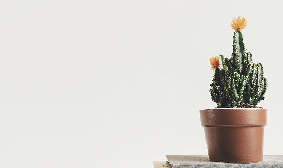 Minimalismo: menos es más