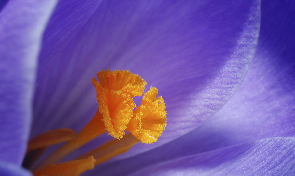 El color del año de acuerdo con Pantone