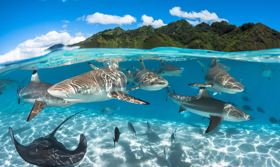 Fotografía subacuática