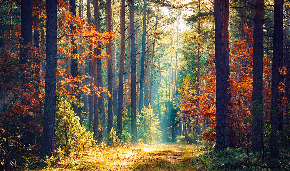 ¿Cómo se calcula la Distancia Hiperfocal?