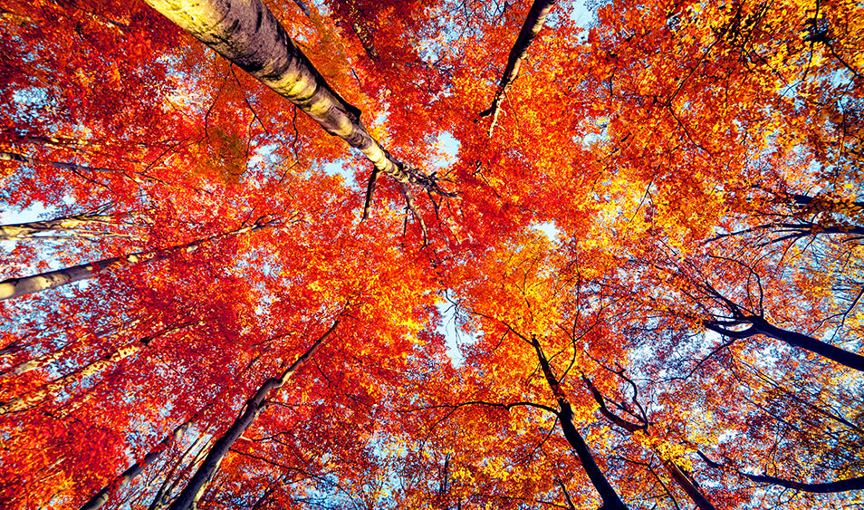 ¿Cómo fotografiar el otoño?
