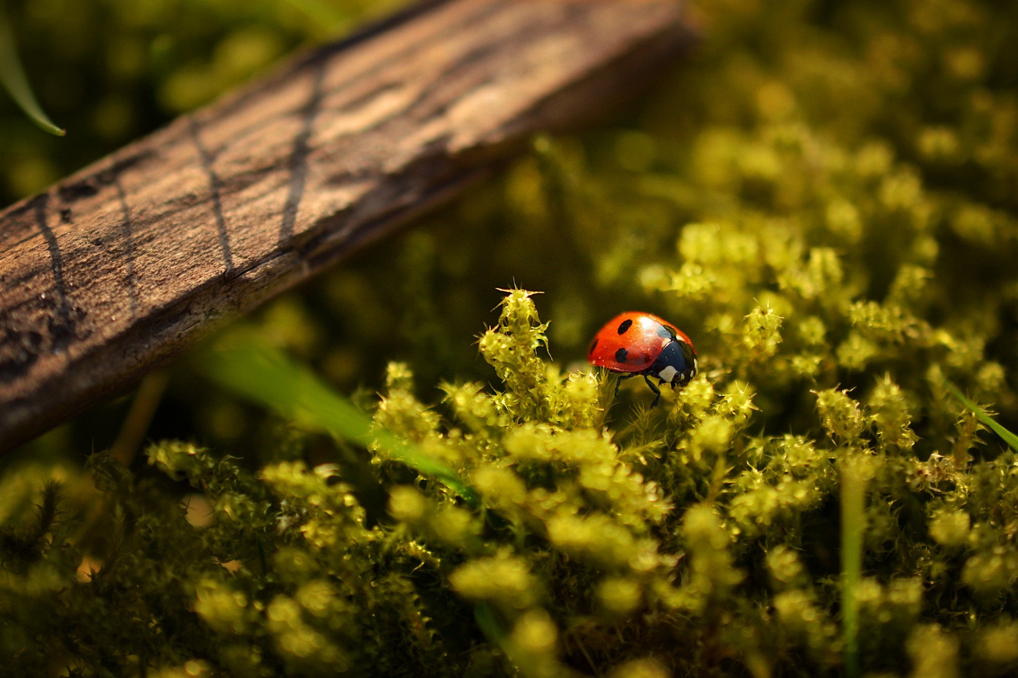 Fotografía Macro